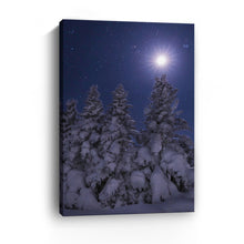 Snowy Moonlit Trees
