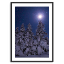 Snowy Moonlit Trees