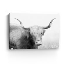 Highland Cow