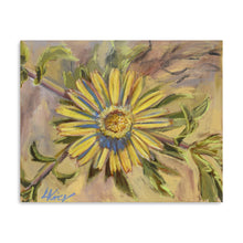 Asteriscus Graveolens