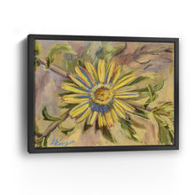 Asteriscus Graveolens