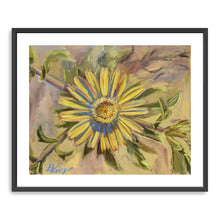 Asteriscus Graveolens