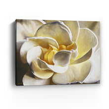 Gardenia Glory