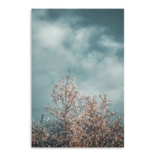 Almond Blossom I