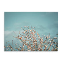 Almond Blossom II