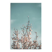 Almond Blossom III