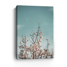 Almond Blossom III