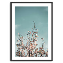 Almond Blossom III