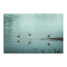 Blacknecked Stilts