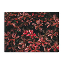 Red Leaves II