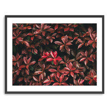 Red Leaves II