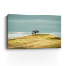 Solitary Tree