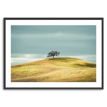 Solitary Tree