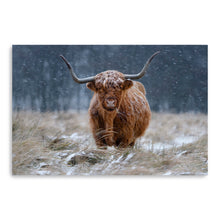 Guijt - Snowy Highland Cow