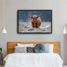 Guijt - Snowy Highland Cow