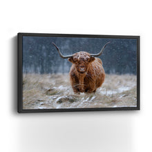 Guijt - Snowy Highland Cow