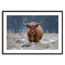 Guijt - Snowy Highland Cow