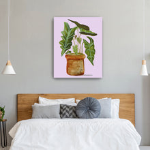 Alocasia (Elephant Ear)