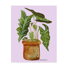 Alocasia (Elephant Ear)