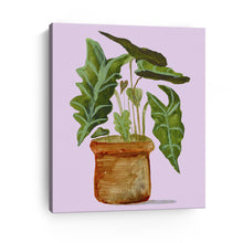 Alocasia (Elephant Ear)