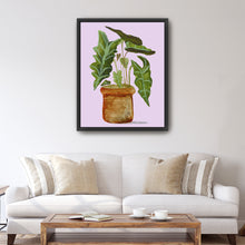 Alocasia (Elephant Ear)