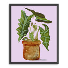 Alocasia (Elephant Ear)