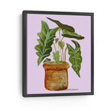 Alocasia (Elephant Ear)