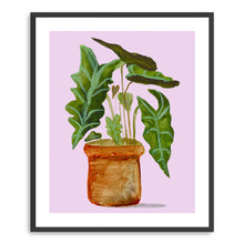 Alocasia (Elephant Ear)