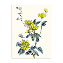 Chrysanthemum