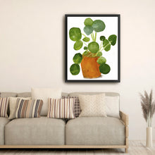 Pilea