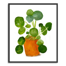 Pilea
