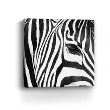 Zebra Up Close