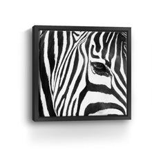 Zebra Up Close