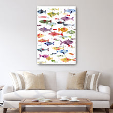 Colorful Fish