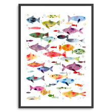 Colorful Fish
